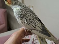 Ele alışkın sultan papağanı