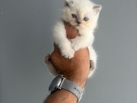 IRK VE SAĞLIK GARANTİLİ BRİTİSH YAVRULARIMIZ