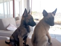 Malinois bebekler yeni yuvalarını arıyorlar
