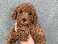 Yavru Toy Poodle Köpeklerimiz
