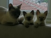 Kırık kuyruk safkan erkek yavru siyam kedisi