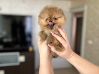 MİKRO BOY BABY FACE KÜÇÜK POMERANİAN AYICIK