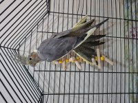 Dişi Pearl - Grey Sultan Papağanı