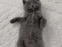 Pofuduk british shorthair bebekler