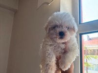 O numara maltipoo
