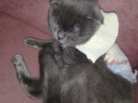 Kırık kulak scottish fold