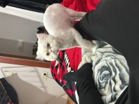 Kedimi düzgün bakabilecek birine sahiplendirmek istiyoruz