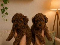 Ev üretimi tertemiz ORJİNAL TOY POODLE