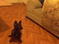 Renk güzeli dişi köpeğimize yuva arıyoruz