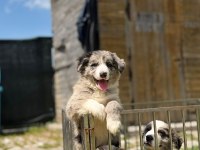 Blue Merle Border Collie Yavrular