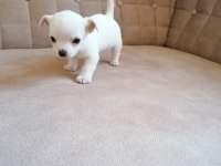 Mini boy kısa bacak şivava sağlık ve ırk garantilidir