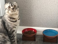 Şaşkına eş arıyorum scottish fold