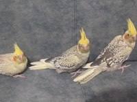 Yavru ve takım ister ayrı ister komple sultan papağanı