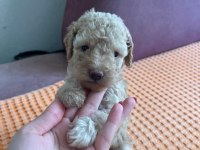 Apricot Toy Poodle