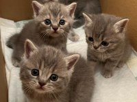 Anne Baba British Shorthair