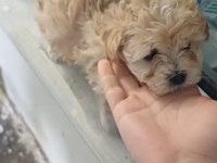 Kurumsal poodle çiftliğinden f2 maltipoo bebekler