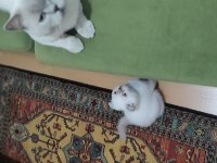 4 yaşında erkek kedimiz için dişi arıyoruz