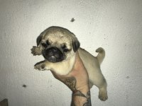 Yeni ailesini arayan kaliteli pug yavrular