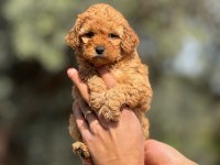 Toy Poodle yavrularımız