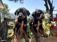 Üst kalite king doberman yavrular