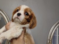 Ev ortamından safkan cavalier king charles yavrular