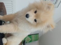 POMERANİAN YAKIŞIKLI COCO