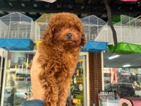 Toy poodle yavrular