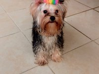 Mükemmel baby face yorkshire terrier erkek
