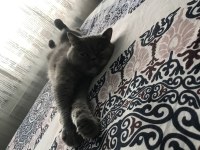 Safkan İran (PERSİAN) kedisi