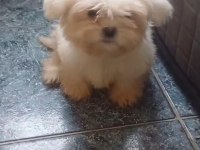 Shih Tzu Yavru