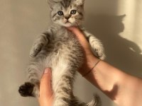 Yavru scottish fold