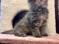 Scottish Fold Yavru Kedimiz