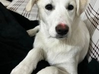 Gidecek yeri yok köpeğimiz için Ankara içi yuva