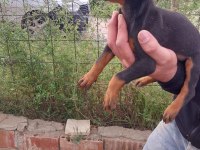 A KALİTE DOBERMAN YAVRULARIMIZ IRK-SAĞLIK GARANTİLİDİR