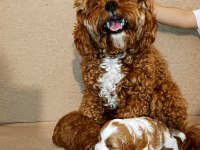 Toy poodle