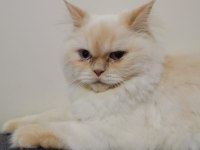 5 yaşında kısırlaştırılmış british longhair