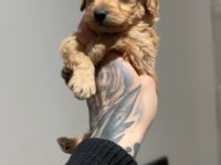 0 NUMARA MALTİPOO ERKEK YAVRU 45 GÜNLÜK ÜCRETLİ