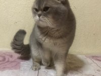 AKILLI VE UYSAL SAFKAN KEDİMİZ