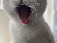 Ücretsiz sahiplendirilecek 2 yaşında british shorthair