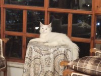 IRKIN EN GÜZELİ MAİNE COON