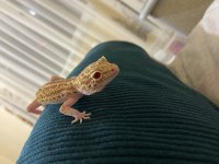Acil Satılık Dişi Gecko