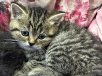 British shorthair ve scottish fold