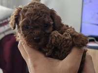 Poodle yavrularım yeni sahibini bekliyor