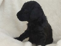 Siyah Poodle İnci Gibi Güzellikler