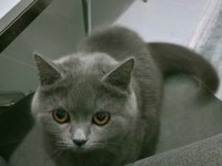 British shorthair maya kızımız yeni yuvasını arıyor