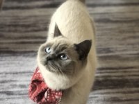 British shorthair kedisi