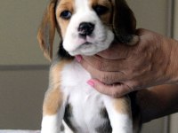 Avcı Beagle yavrularım