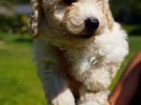 Akıllı ve Tüy Dökmeyen Karakteriyle Maltipoo Yavrusu