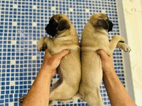 Pug mops yavruları sizleri bekliyor