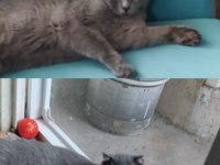 Gri ve gri-beyaz british iki kedi